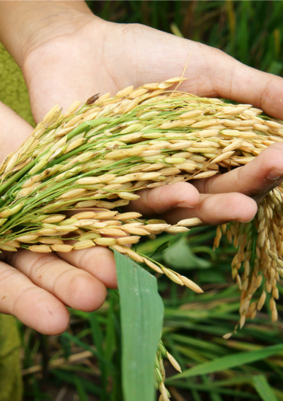 Food security