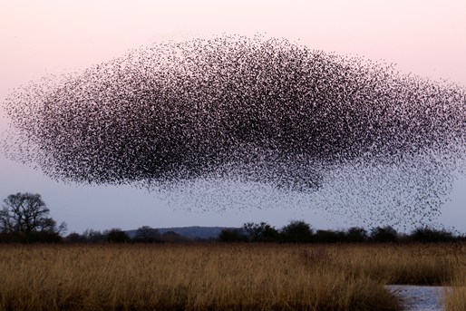 A starling flock (credits: James Wainscoat)