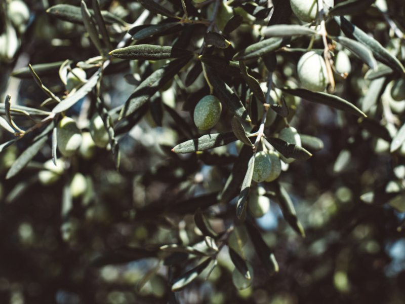 PRIONIA Living PRIONIA Living